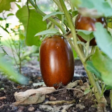 Eggplant Seeds – Brown