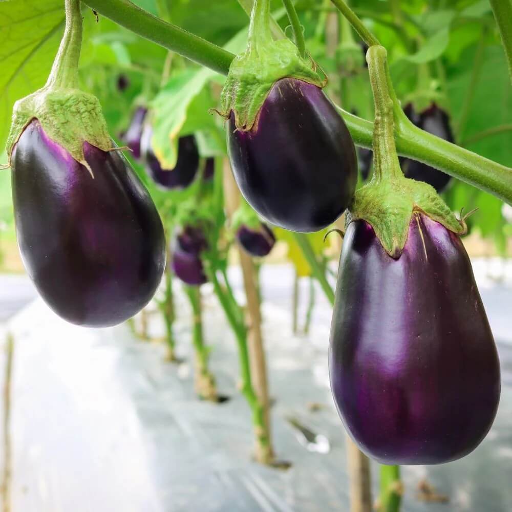 Eggplant Seeds – Dark Violet