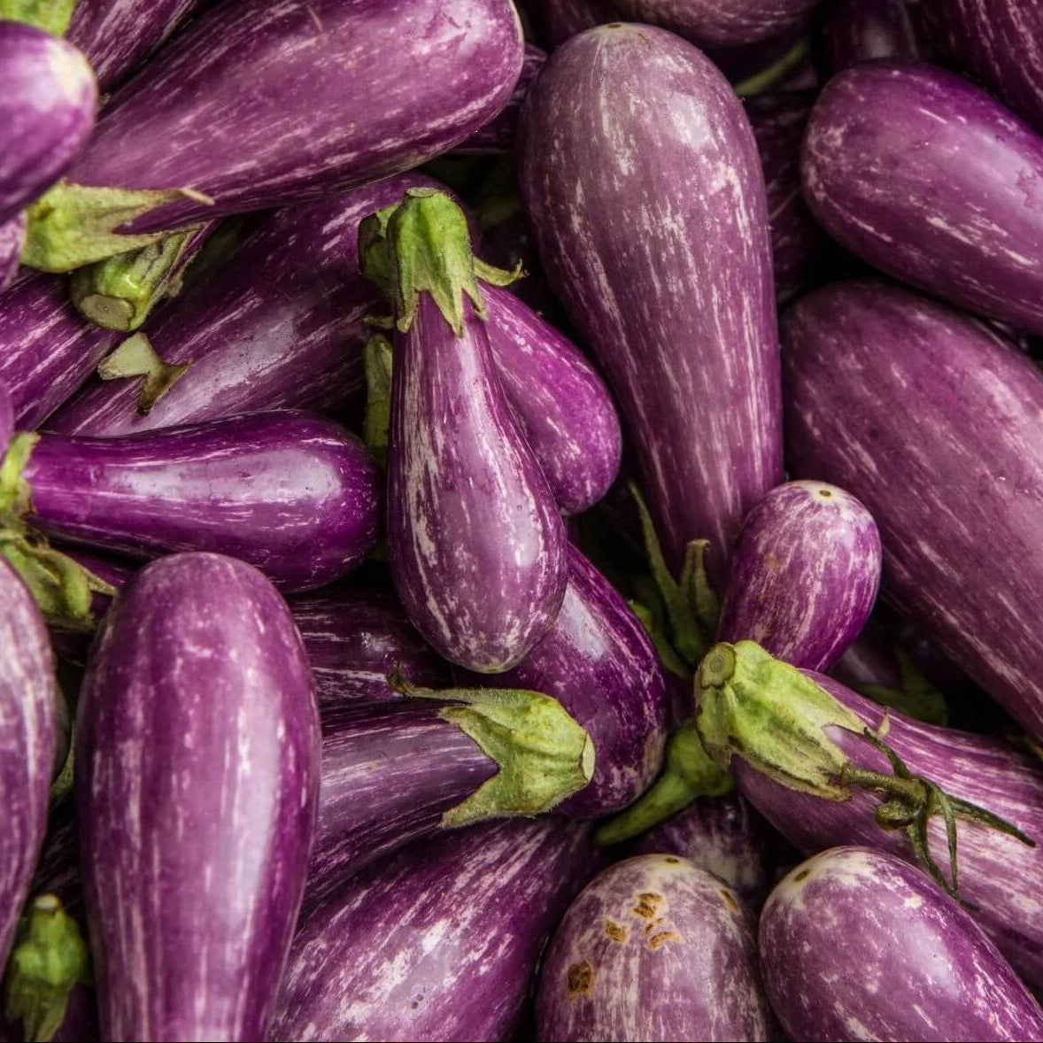 Eggplant Seeds – Fairy Tale 