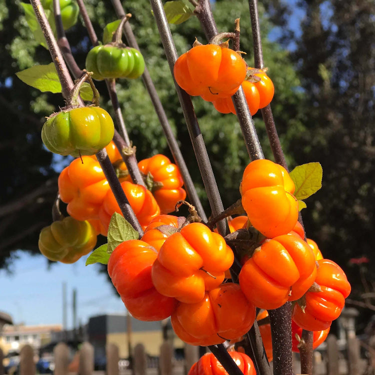 Eggplant Seeds – Ruffled