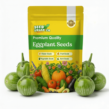 Eggplant Seeds – Thai Chao
