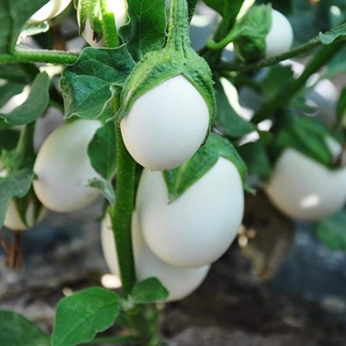 Eggplant Seeds – White
