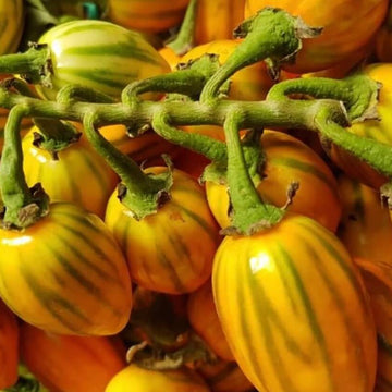 Eggplant Seeds – Yellow Green