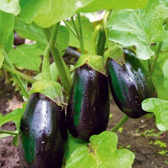 Eggplant Seeds – Sweet