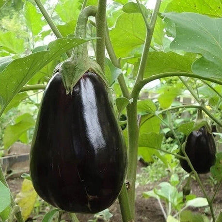 Eggplant Seeds – Sweet