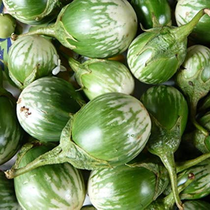 Eggplant Seeds – Thai Round
