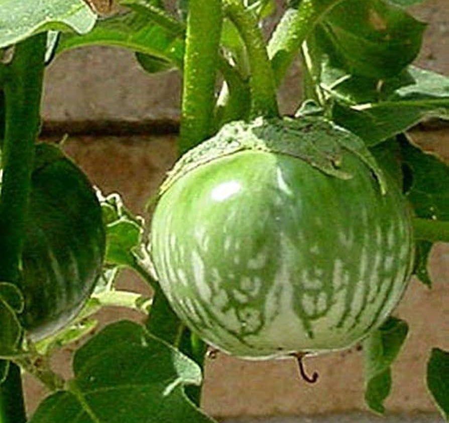 Eggplant Seeds – Thai Round
