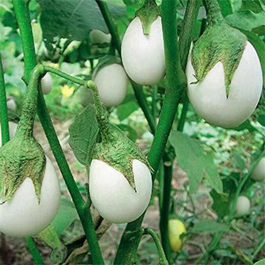 Eggplant Seeds – White

