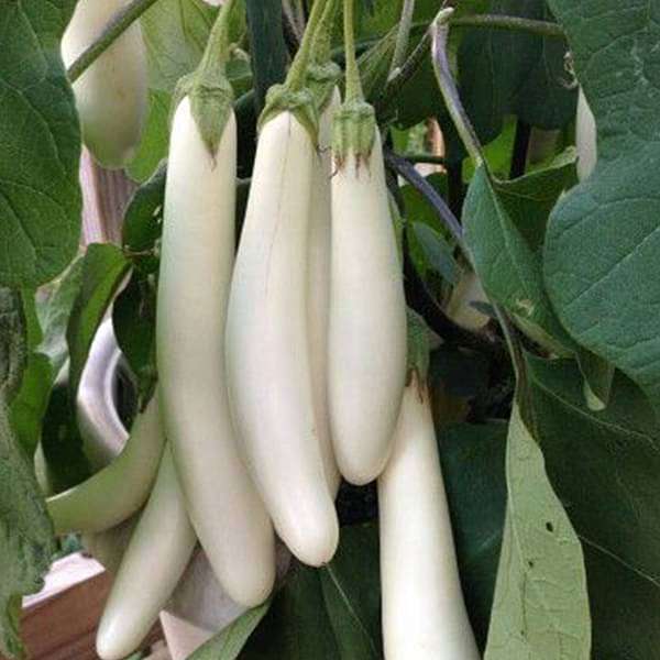 Eggplant Seeds – White Long
