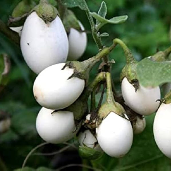 Eggplant Seeds – White
