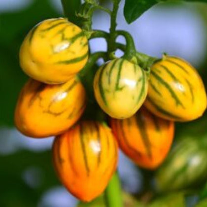 Eggplant Seeds – Yellow Green