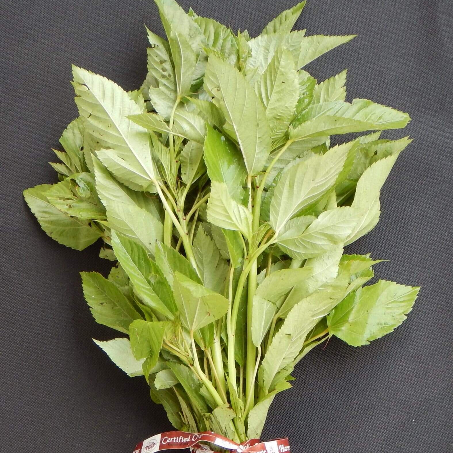Egyptian Spinach Seeds – Corchorus olitorius