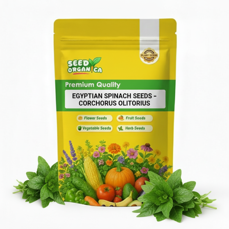 Egyptian Spinach Seeds – Corchorus olitorius