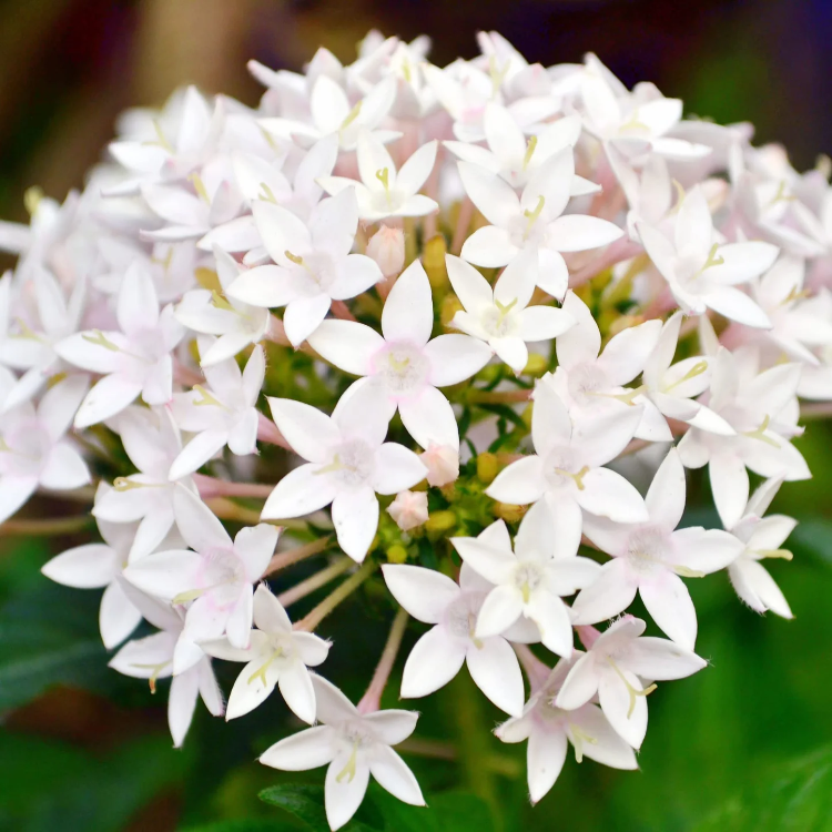 Egyptian Star Cluster Seeds – Mixed Colors
