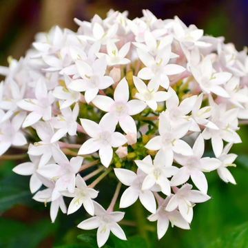 Egyptian Star Cluster Seeds – Mixed Colors
