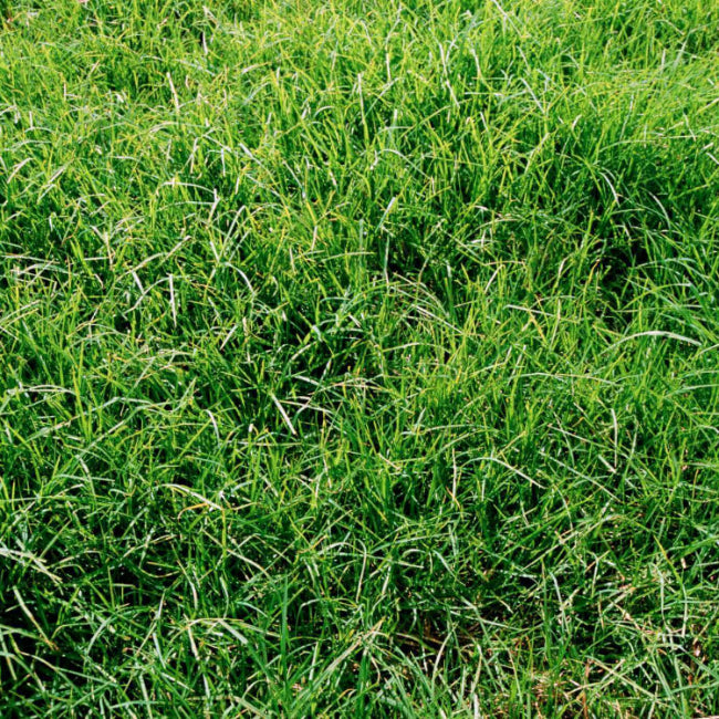 El Toro Zoysia Seeds - Flower Plant