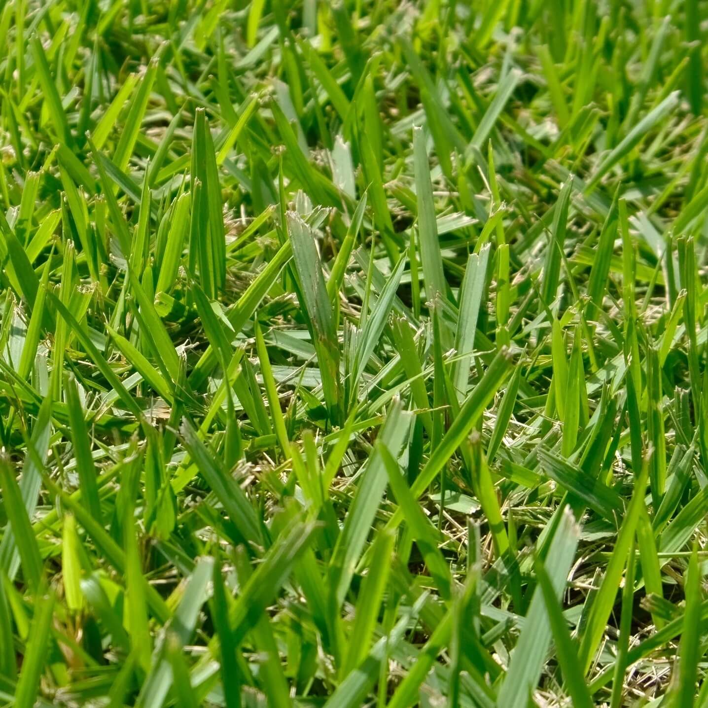 El Toro Zoysia Seeds - Flower Plant