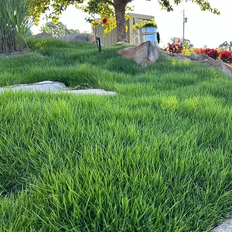 El Toro Zoysia Seeds - Flower Plant