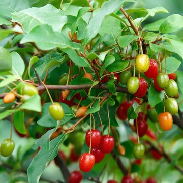 Elaeagnus multiflora Seeds
