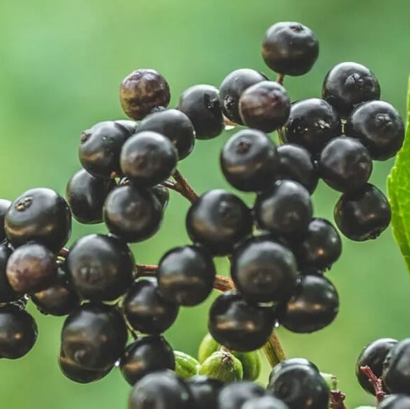 Elderberry Seeds