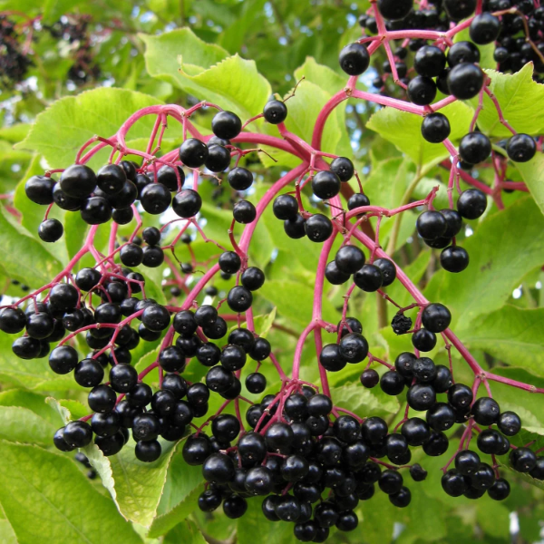 Elderberry Seeds
