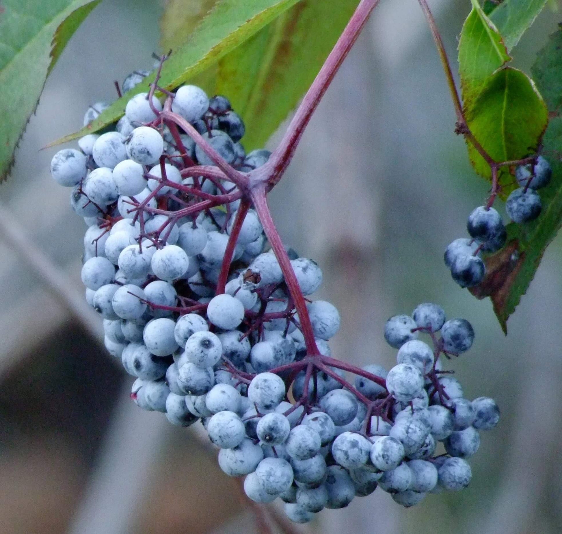Elderberry Seeds – Blue Sambucus cerulea