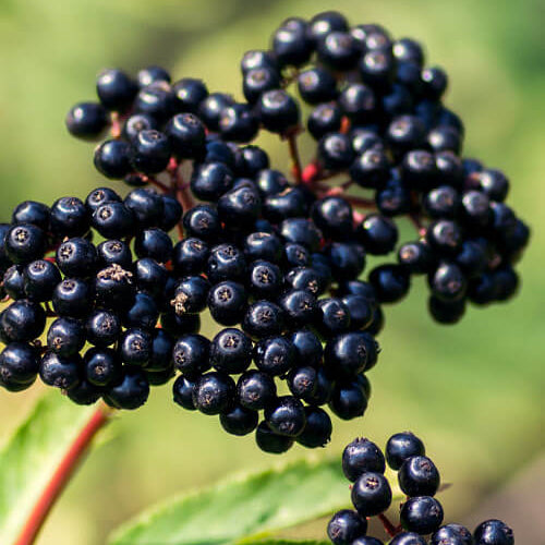 Elderberry Seeds – Sambucus nigra