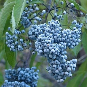 Elderberry Seeds – Blue Sambucus cerulea
