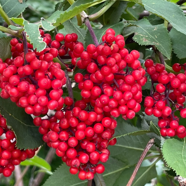 Elderberry Seeds – Red
