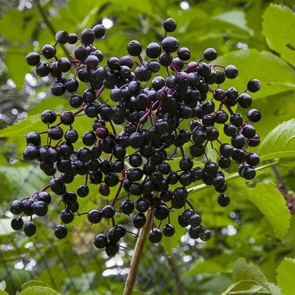 Elderberry Seeds – Sambucus nigra