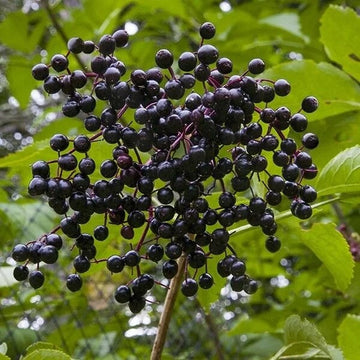 Elderberry Seeds – Sambucus nigra