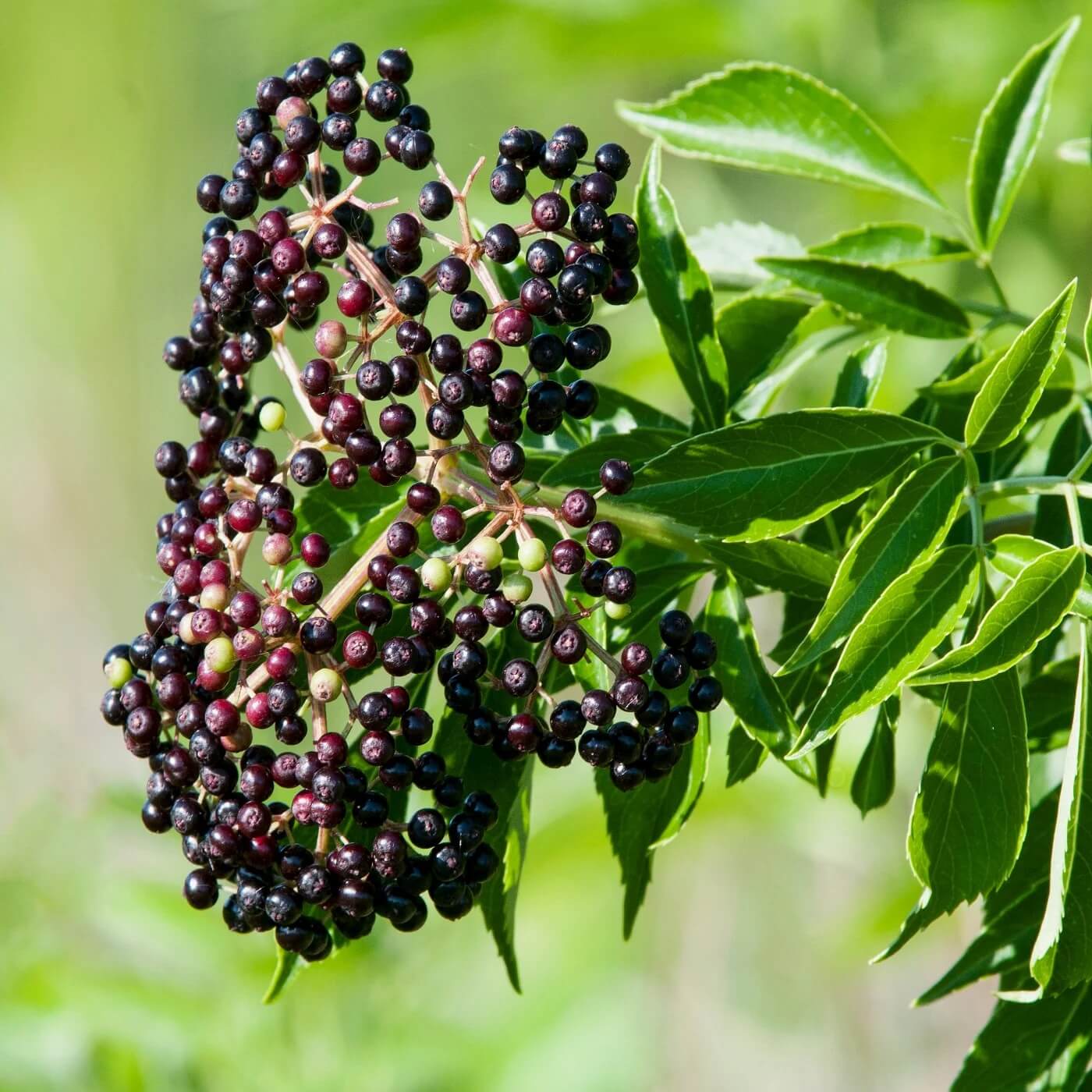 Elderberry Seeds
