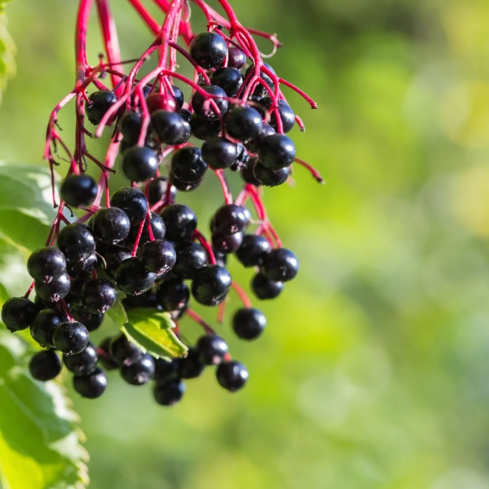 Elderberry Seeds
