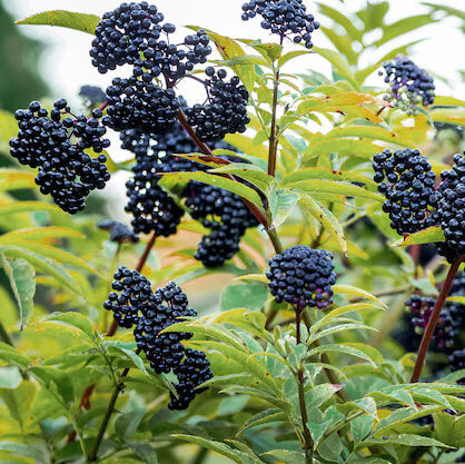 Elderberry Seeds