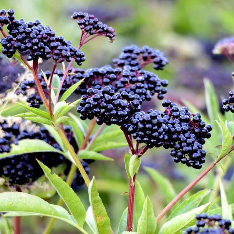 Elderberry Seeds
