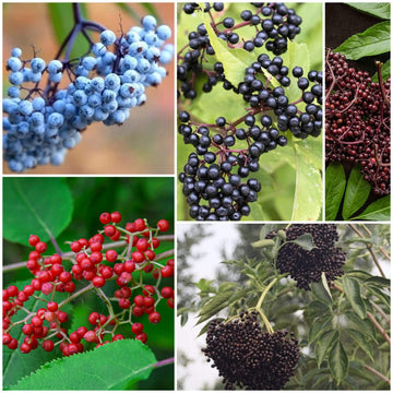 Elderberry Seeds - All In One For Home Gardens