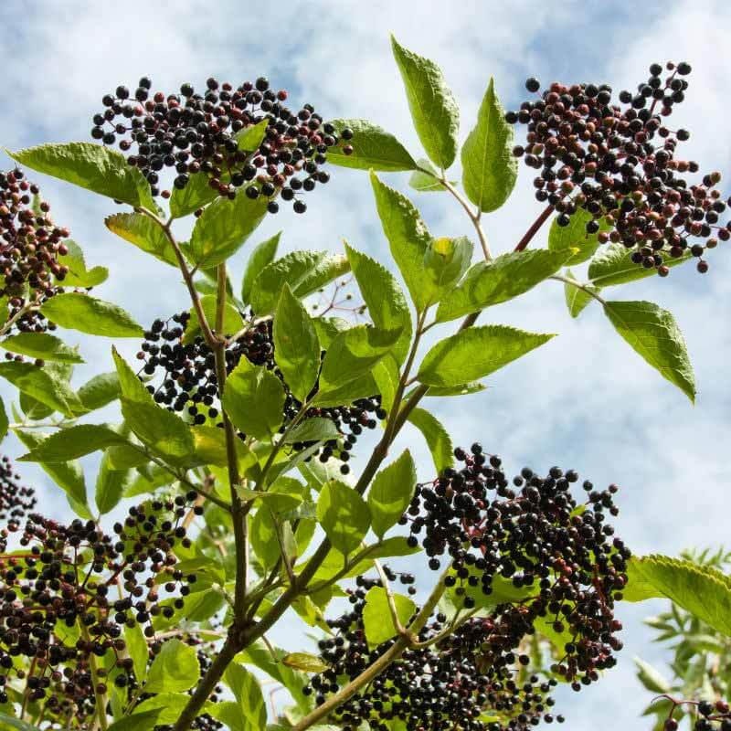 Elderberry Seeds - All In One For Home Gardens