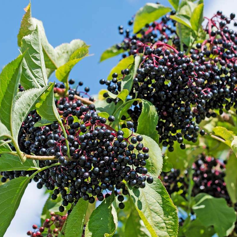 Elderberry Seeds - All In One For Home Gardens