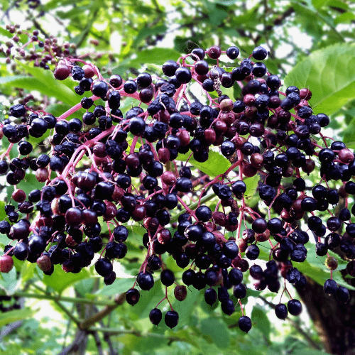 Elderberry Seeds - All In One For Home Gardens