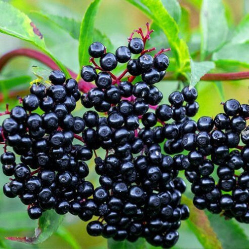 Elderberry Seeds - All In One For Home Gardens