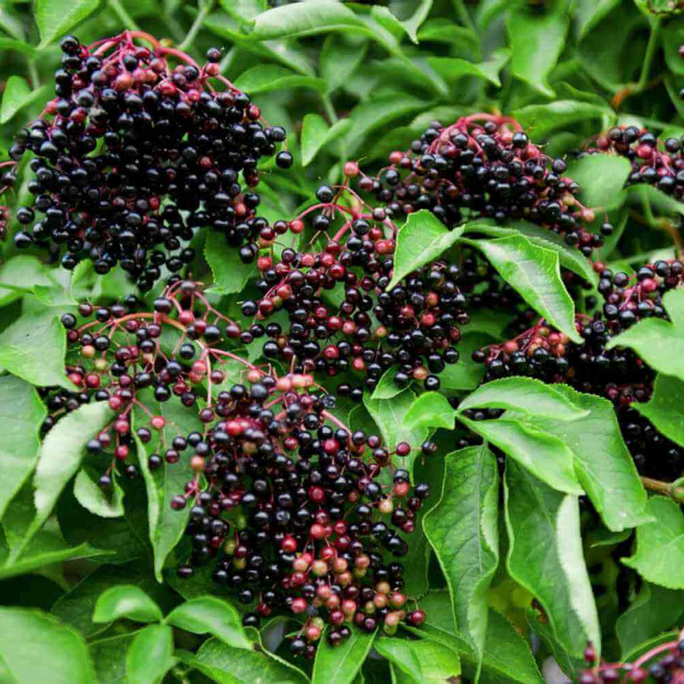 Elderberry Seeds - All In One For Home Gardens