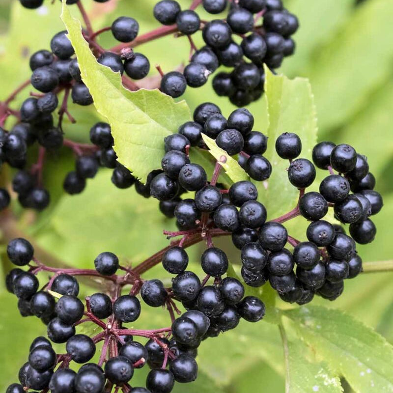 Elderberry Seeds
