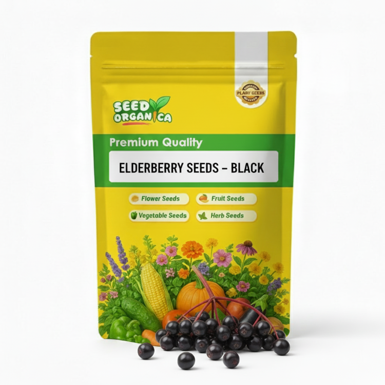 Elderberry Seeds – Black
