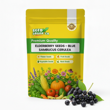 Elderberry Seeds – Blue Sambucus cerulea