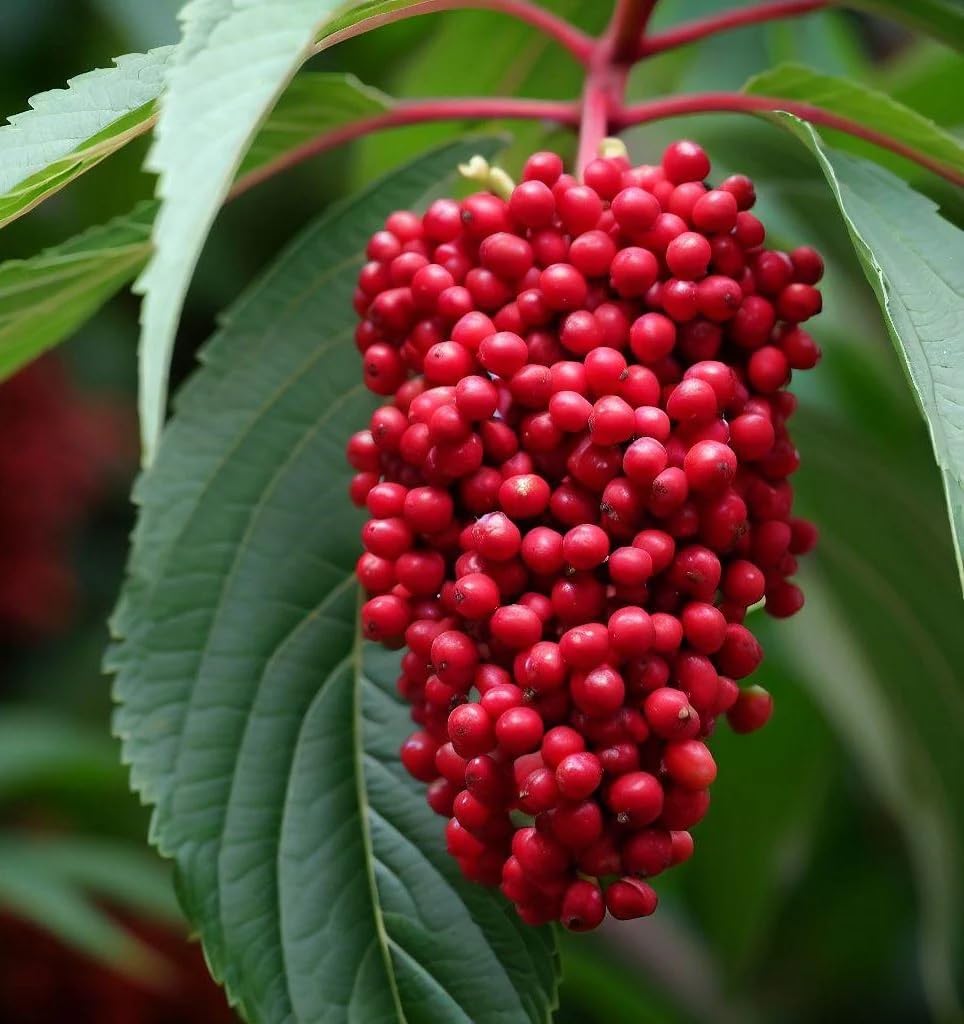 Elderberry Seeds – Red
