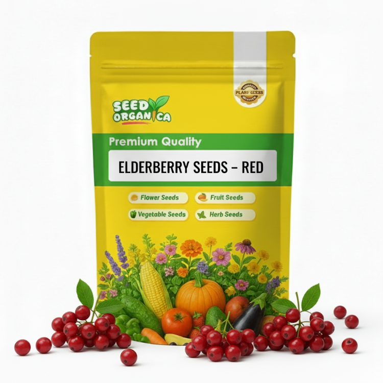 Elderberry Seeds – Red