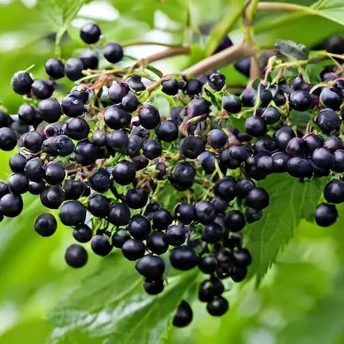 Elderberry Seeds – Sambucus nigra