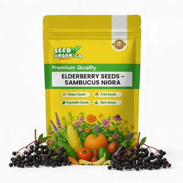 Elderberry Seeds – Sambucus nigra