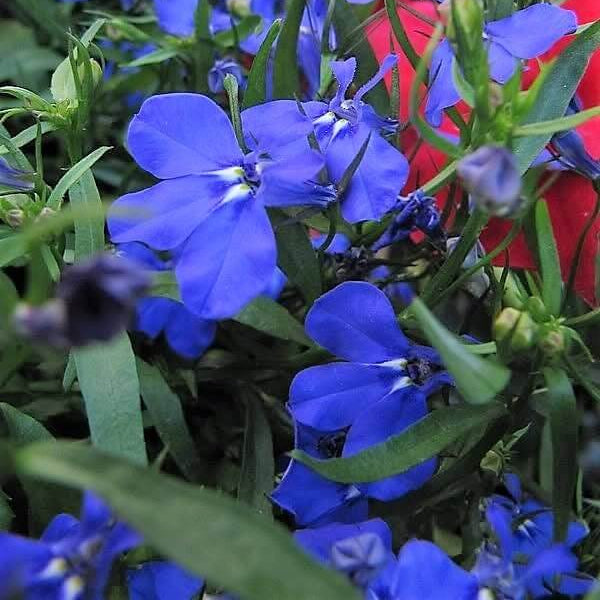 Electric Blue Monsoon Lobelia Seeds - Flower Plant