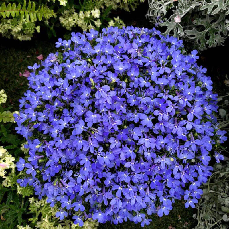 Electric Blue Monsoon Lobelia Seeds - Flower Plant